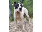 Adopt Aries (5831) a White - with Black Pit Bull Terrier / Mixed dog in Lake