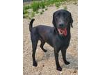 Adopt Oscar (5841) a Black Labrador Retriever / Mixed dog in Lake City