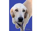 Adopt Fern a Labrador Retriever / Mixed dog in Rockport, TX (38785643)