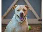 Adopt Bruno a Tan/Yellow/Fawn Labrador Retriever / Terrier (Unknown Type