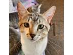 Adopt Spot Remover a Gray or Blue Domestic Shorthair / Mixed cat in Mission