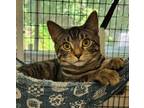 Adopt Bella a Domestic Shorthair / Mixed (short coat) cat in Ewing