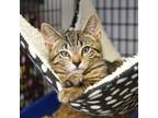 Adopt Edward a Domestic Shorthair / Mixed (short coat) cat in Ewing