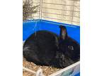 Adopt Rolo a Lionhead rabbit in Mattawan, MI (38820146)