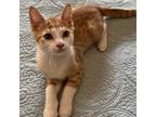 Adopt Bertie a Domestic Shorthair / Mixed cat in Potomac, MD (38771949)