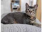 Adopt Booboo 4029 a Domestic Mediumhair / Mixed cat in Vista, CA (38726302)