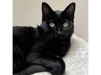 Adopt Cherokee a Domestic Shorthair / Mixed cat in San Luis Obispo