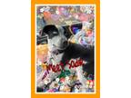 Adopt Sadie a Black - with White Australian Cattle Dog / Pointer / Mixed dog in