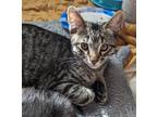 Adopt Trent Lane a Brown or Chocolate Domestic Shorthair / Domestic Shorthair /