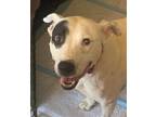 Adopt ABBY a White - with Black Terrier (Unknown Type, Medium) / Mixed dog in