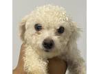 Adopt Iris a Bichon Frise