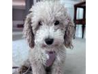 Adopt Tulip a Poodle