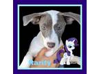 Adopt Rarity a Pit Bull Terrier / Cattle Dog / Mixed dog in Kingsburg
