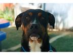 Adopt Nala a Tricolor (Tan/Brown & Black & White) Rottweiler / Boxer / Mixed dog
