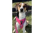 Adopt Coraline a Hound (Unknown Type) / Mixed dog in Lexington, KY (38818092)