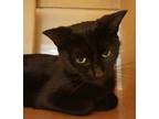 Adopt Chiara a Domestic Shorthair / Mixed cat in Lexington, KY (38753294)