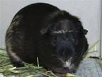 Adopt HUNTER a Guinea Pig (medium coat) small animal in Denver, CO (38731931)