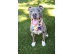 Adopt Layla a American Staffordshire Terrier / Mixed dog in Raleigh