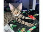 Adopt Oakley a Brown or Chocolate Domestic Shorthair / Domestic Shorthair /