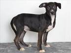 Adopt MOCHI a Black Labrador Retriever / Australian Cattle Dog / Mixed dog in