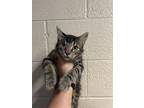 Adopt a Domestic Mediumhair / Mixed cat in Pomona, CA (38813150)