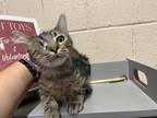Adopt a Domestic Mediumhair / Mixed cat in Pomona, CA (38813148)