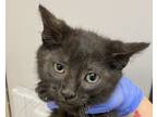 Adopt Charmander a Domestic Shorthair / Mixed cat in Spokane Valley