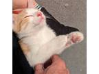 Adopt Owen a Domestic Shorthair / Mixed cat in Philadelphia, PA (38816418)