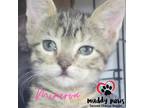 Adopt Car Lot Litter Minerva a Domestic Shorthair / Mixed (short coat) cat in