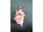 Adopt Opal a Calico / Mixed cat in Warrenton, MO (38769699)