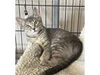 Adopt Shannon a Gray, Blue or Silver Tabby Domestic Shorthair / Mixed cat in