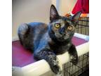 Adopt Kitten Salem a Tortoiseshell Domestic Shorthair / Mixed (short coat) cat