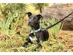 Adopt Princess a Black - with White Labrador Retriever / Pit Bull Terrier /