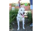 Adopt Daisy a White Shepherd (Unknown Type) / Mixed dog in Yuba City