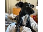 Adopt Bruno a Black Labrador Retriever / Mixed dog in Staten Island