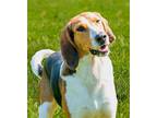 Adopt Cardinal a Tricolor (Tan/Brown & Black & White) Hound (Unknown Type) /