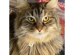 Adopt Katerie a Domestic Medium Hair