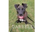 Adopt Darrell a Brown/Chocolate - with White Labrador Retriever / Mixed dog in