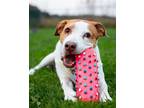 Adopt Cameron 33278-d a White Labrador Retriever / Pointer / Mixed dog in