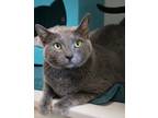 Adopt Paisley (in Foster) a Gray or Blue Domestic Shorthair / Domestic Shorthair