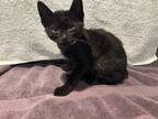 Adopt a Domestic Shorthair / Mixed cat in Pomona, CA (38813151)
