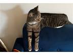 Adopt Crane a Brown Tabby Domestic Shorthair / Mixed cat in New York
