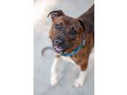 Adopt Amellia a Pit Bull Terrier / Mixed dog in Troy, VA (38698143)