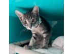 Adopt Duck a Gray or Blue Domestic Shorthair / Mixed cat in Houston
