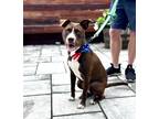 Adopt Wally a Brown/Chocolate - with White Pit Bull Terrier / Labrador Retriever