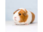 Adopt Athena a Orange Guinea Pig / Guinea Pig / Mixed small animal in