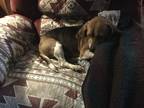 Adopt Captain Jack Sparrow (in foster) a Brown/Chocolate Beagle / Mixed dog in