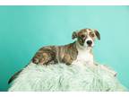 Adopt Josephine a Brindle - with White American Staffordshire Terrier / Pit Bull