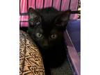 Adopt Mystic a All Black American Shorthair (short coat) cat in Heathsville