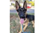 Adopt Frankfurt a German Shepherd Dog / Mixed dog in Chico, CA (38805188)